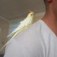 عروس هلندی|پرنده|ری, هاشمآباد|دیوار