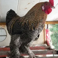 خروس برهما