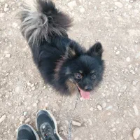 توله سگ پامرین گمشده