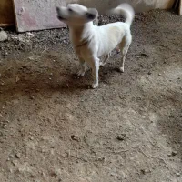 سگ پاکوتاهگ