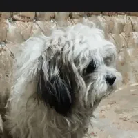 شیتزو ماده