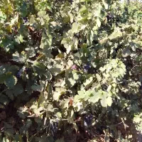 انگور سیاه|خوردنی و آشامیدنی|لیلان, |دیوار