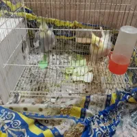 عروس هلندی بالغ