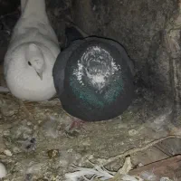 کفتر گمشده|حیوانات|بروجرد, |دیوار