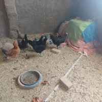 مرغ جوان دم تخم