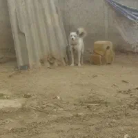 سگ  هاسگی|سگ|گنبد کاووس, |دیوار