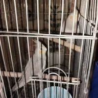 عروس هلندی