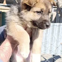 توله ژرمن|سگ|شهریار, رزکان|دیوار