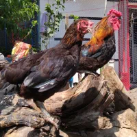 مرغ و خروس وجوجه دوسه روزه خانگی