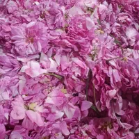 گل محمدی تازه
