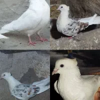 یک جفت خوشونه اصیل و چند جفت تهرانی ساعت بالا
