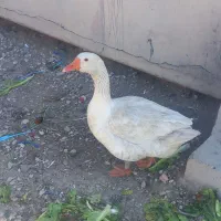 غاز|حیوانات مزرعه|اهواز, فتح|دیوار