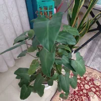 فیلندرون سبز