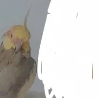 عروس هلندی گمشده|پرنده|شیراز, شهرک سعدی|دیوار