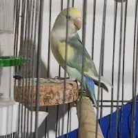 طوطی برزیلی نر|پرنده|املش, |دیوار