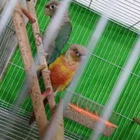 گرینچک نروماده مولد ودستی معاوضه باقناری