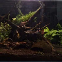 آکواریوم شیشه خم ۳۵ سانتی|ماهی|اردبیل, |دیوار