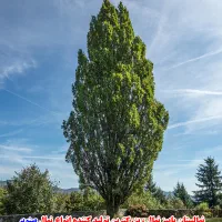 تولید به مصرف فروش نهال صنوبر وغیره