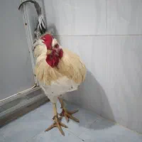 خروس‌محلی‌تازه‌از‌خلخال‌اومده‌هرکی‌خواست‌در‌خدمتم