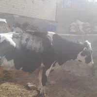 گاو شیری|حیوانات مزرعه|چاپشلو, |دیوار