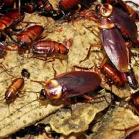 سم سوسک کش  اصل|خدمات نظافت|اردبیل, |دیوار