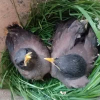 جوجه مرغ مینا