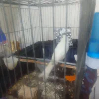 قناری ما ده سفید