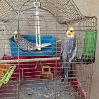 عروس هلندی