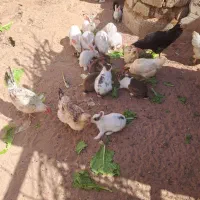 خرگوش|حیوانات مزرعه|کاشان, کارخانه سایپا کاشان|دیوار