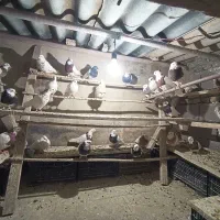 30عدد کبوتر طوقی|پرنده|همدان, |دیوار