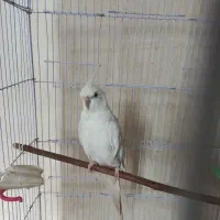 البینو باهوش