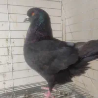 کینگ ماده|پرنده|یزد, |دیوار