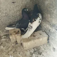 یال خوش رنگ