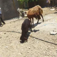 میش و بره ارزان