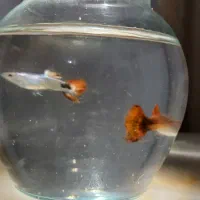 واگذاری ماهی گوپی فوری