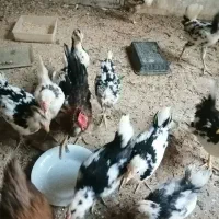 ۴۵تا گلین فول تاج لری ارزان|حیوانات مزرعه|یزد, |دیوار