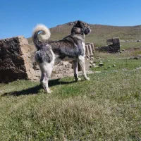 سگ سرابی|سگ|اردبیل, |دیوار