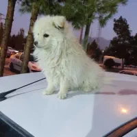 پامر عروسکی 4 ماهه|سگ|فولادشهر, A6|دیوار