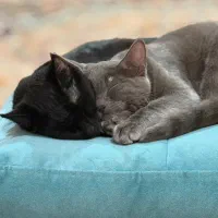 گربه ۱ ساله واگذاری رایگان