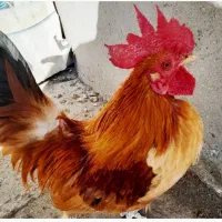 خروس کوشین خروس جاپنیز