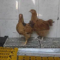 نیمچه ویاندوت بوف وایت جی اس جی