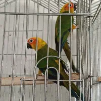 یک جفت طوطی خورشیدی نر رام پرورش خانگی|پرنده|بهارستان, |دیوار