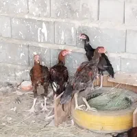 خروس مرغ|حیوانات مزرعه|سندرک, |دیوار