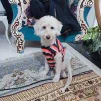 واگذاری سگ خونگی