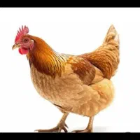 دان مرغی درجه یک