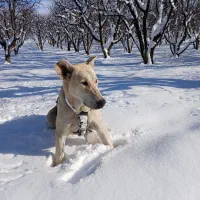 واگذاری سگ|سگ|مشگین شهر, |دیوار