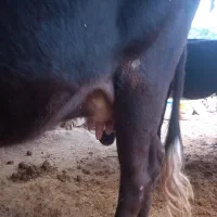 گاو و گوساله نر  بفروش میرسد|حیوانات مزرعه|اندیکا, |دیوار