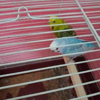 یک جفت مرغ عشق سالم و سرحال باقفس