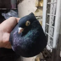 یک جفت آبادانی سیاه و یک عدد نر  اراکی