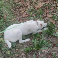 توله میکس الابای، کانگال|سگ|مشهد, خواجه ربیع|دیوار